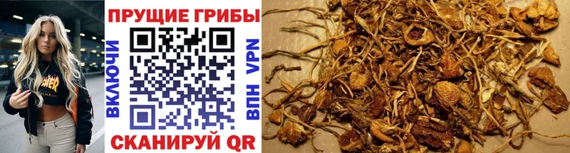 Псилоцибиновые грибы Cubensis  Сысерть 